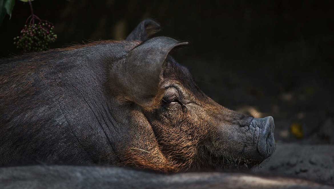 Cerdos raza duroc